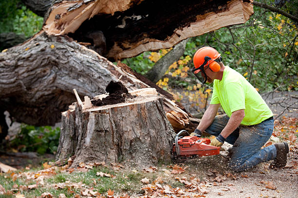 Best Tree Branch Trimming  in Green, OH